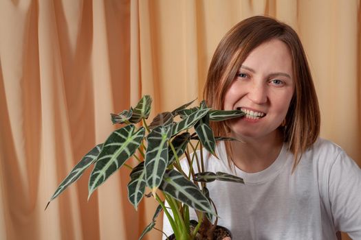Florist woman bites a leaf of Alocasia Bambinoarrow plant on a fabric curtains background.