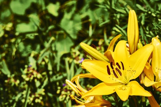 an Old World plant of the iris family, with sword-shaped leaves and spikes of brightly colored flowers, popular in gardens and as a cut flower.Summer bright dance of gladiolus morning lush greenery