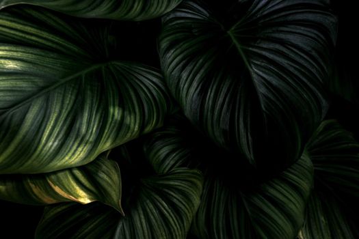 Closeup green leaves of tropical plant in garden. Dense dark shiny green leaf texture background. Green leaves for spa background. Green wallpaper. Ornamental plant in the garden. Beauty in nature.