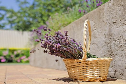 Cut dry lavender flowers in a small wicker basket in the garden next to blooming lavender bushes. Summer.