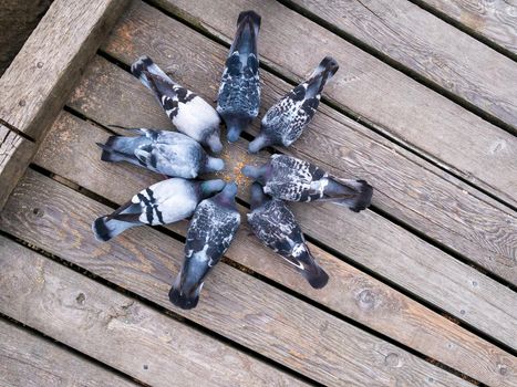 Flock of pigeons eating grits on wooden pavement.