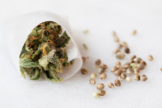 Marijuana leaves and buds in press bag for extraction, beside seeds.