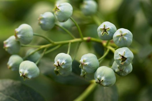 Close up of blueberries on bush, still green.