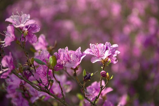 Purple labrador tea flowers on blur background. Pink wild rosmary defocused photo