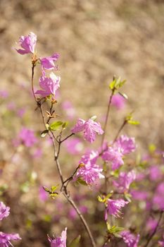 Purple labrador tea flowers on blur background. Pink wild rosmary defocused photo