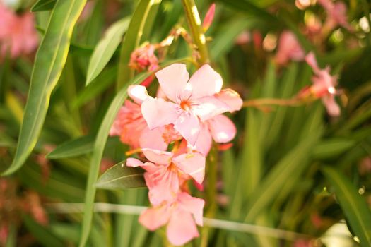 Beautiful pink oleander flowers on blur green leaves background.