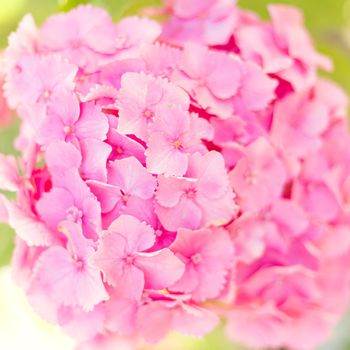 Close up light pink hortensia fresh flowers