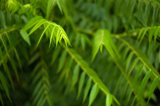 Tropical green leaves fresh blur background