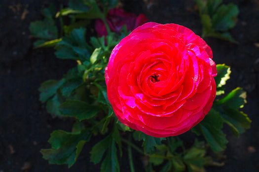 Close-up of a ranunculus flower grown in a garden