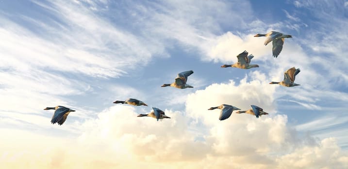 Flock of goose birds flying in a blue sky background with clouds and copyspace. Common wild greylag geese flapping wings while soaring in the air in formation. Migrating waterfowl animals in flight.