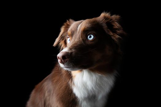 Dramatic portrait of red tri Miniature American Shephard with blue eyes