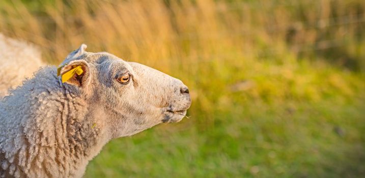 Profile of one sheep in a meadow at sunset on lush farmland. Shaved sheered wooly sheep eating grass on a field. Wild livestock in Rebild National Park, Denmark. Free range organic mutton.