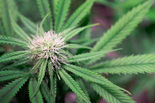 Close up of marijuana bud