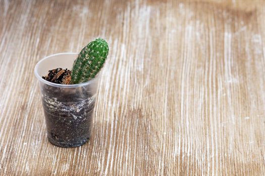 Cactus in plastic container before transplanting on wooden background