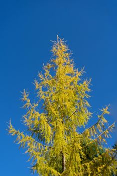 tall coniferous larch tree with yellowed foliage against clear blue sky. Yellow larch, spruce, blue clear sky.