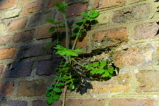 green celandine plant that broke through a brick wall. plant grown on a brick wall