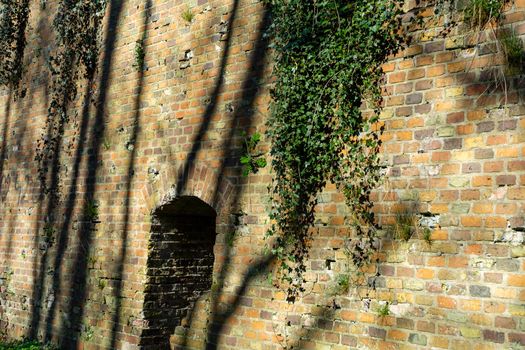 The old brick wall of the fortress covered with ivy The plant that grew on the brick wall.