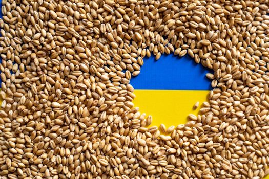 Wheat grain and Ukraine flag colors. Concept of grain floating problems stock photo