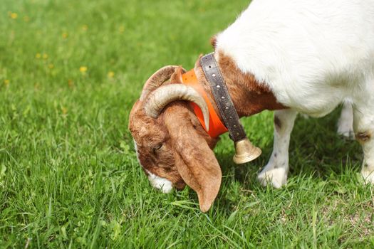 Anglo nubian / Boer goat male grazing on grass.