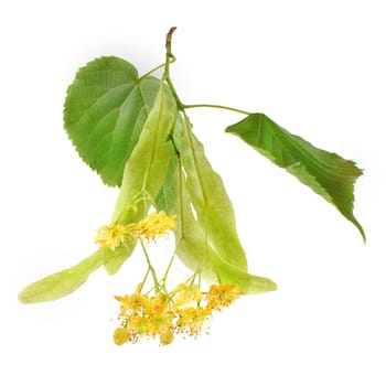 Linden (Tilia platyphyllos / cordata) leaves and flowers isolated on white background