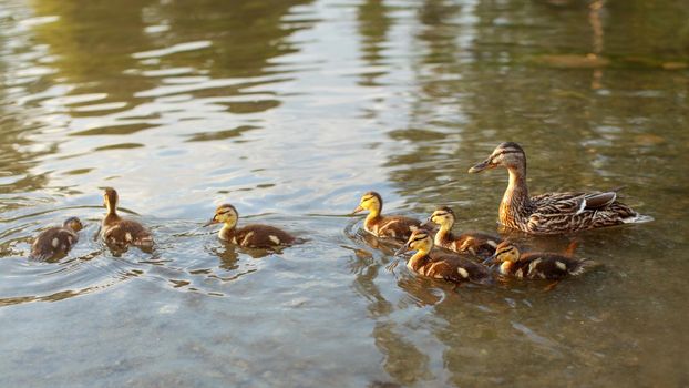 Little wild ducklings swimming on pond with mother duck in background, during evening sunset light.