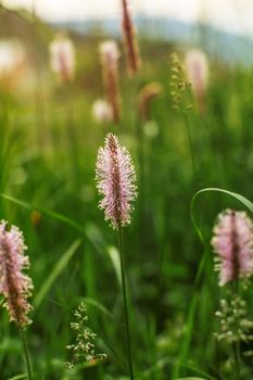 Shallow depth of field photo, only flower of ribwort plantain (lamb's tongue, Plantago lanceolata) in focus, nice bokeh in back. Abstract spring background.