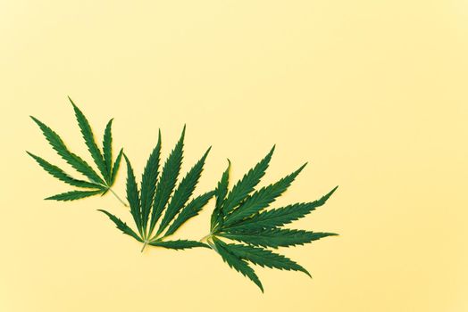 Cannabis leaves on yellow background with copy space. Hemp oil concept.