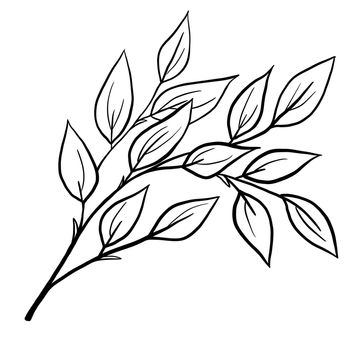 Hand drawn floral flower leaves illustration, black white elegant wedding ornament, Line art minimalism tatoo style design summer spring nature branch foliage blossom