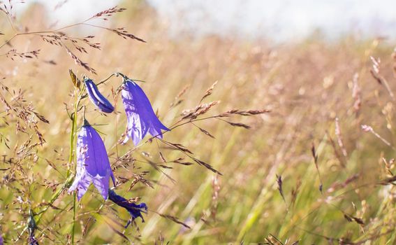 Lilac bells in the field, against the background of the rotten grass. High quality photo