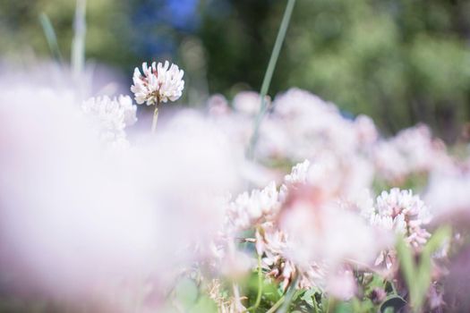 white clover flowers on the mountain slopes, with bokeh backgrounds and foreground, photographed during the hot day. High quality photo