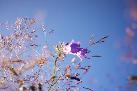 Lilac bells in the field, against the background of the rotten grass. High quality photo
