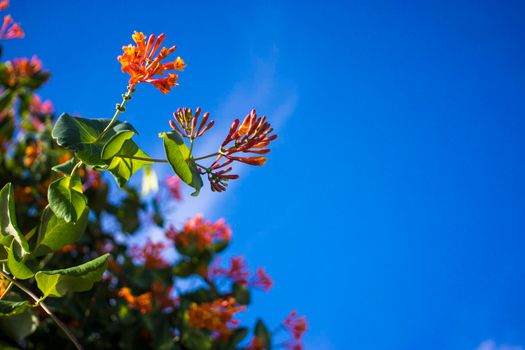 Flowers and nature in the morning Still bright This flower is Lonicera caprifolium, the sky is clear. High quality photo