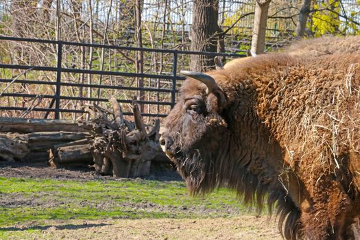 Close-up of a beautiful bison in an animal park