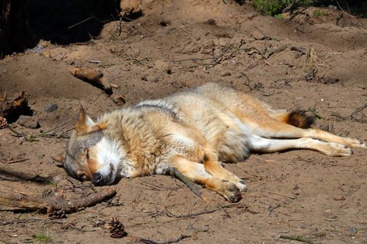 A wolf or dog lies on the sand. Basks in the sun