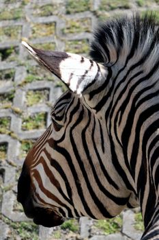 Portrait of a zebra in the park. Vertical photo. Wildlife