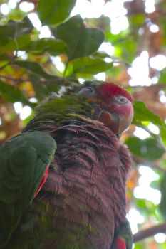 A beautiful parrot sits on a tree in the park