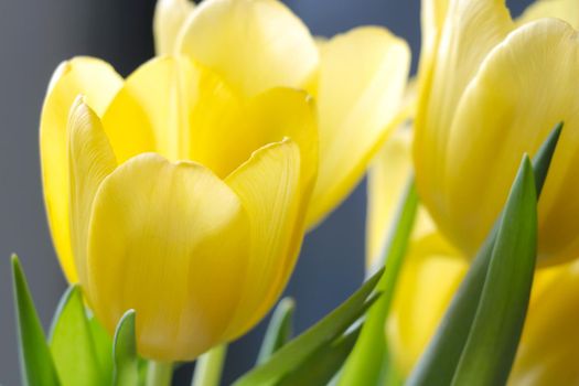 Close-up of yellow flowering tulips. Congratulations on the holiday