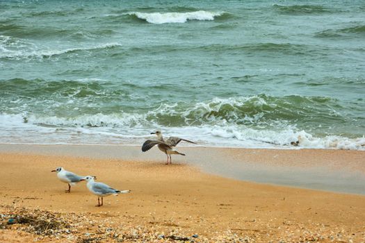 Seagulls flying in colorful blue sky, turquoise color sea and fluffy clouds. beautiful ocean view, overcast weather