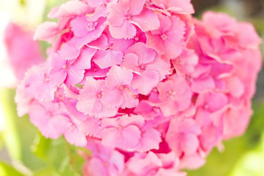 Close up light pink hortensia fresh flowers