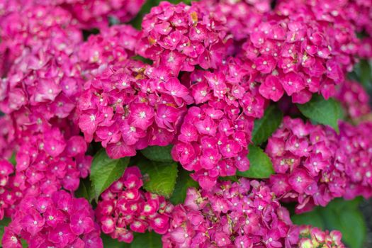 Fresh hortensia bright pink flowers and green leaves background