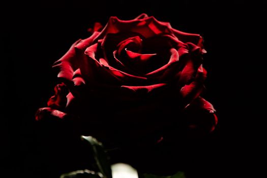 Blooming red rose bud on black background, use as wallpaper or background