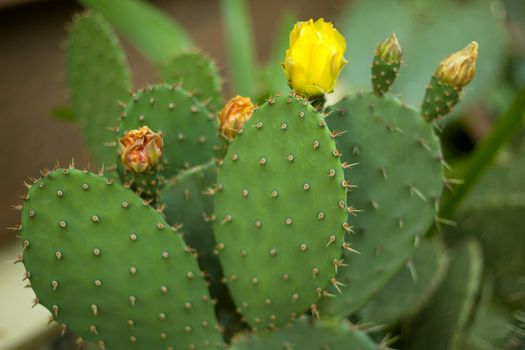 Prickly Pear Cactus yellow flowers. Opuntia humifusa close up plant