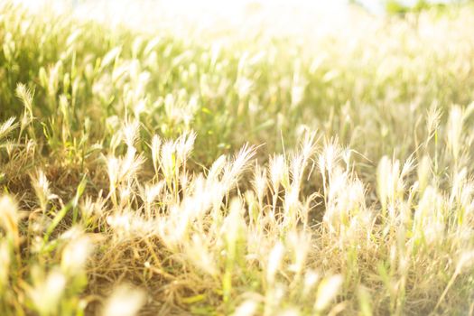 Spikelets field illuminated by the sun.