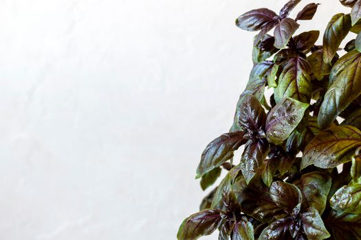 red basil plant of a kitchen garden on the light grey background, copy space