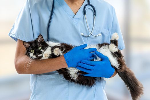 Close-up of the cat being oscultated.