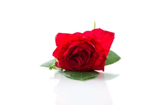 head of a beautiful red rose close-up isolated on white background