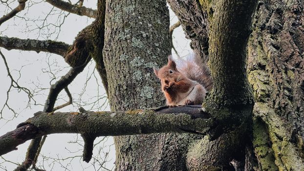 Squirrel sitting on a tree in winter. High quality photo