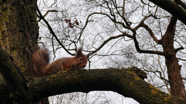 Squirrel sitting on a tree in winter. High quality photo