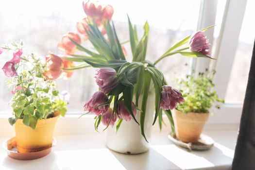 Bouquet of purple tulips standing at the window in a white metal jar surrounded with two pots with home plants. High quality photo