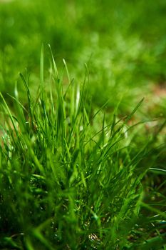 Closeup juicy green grass on the backyard.